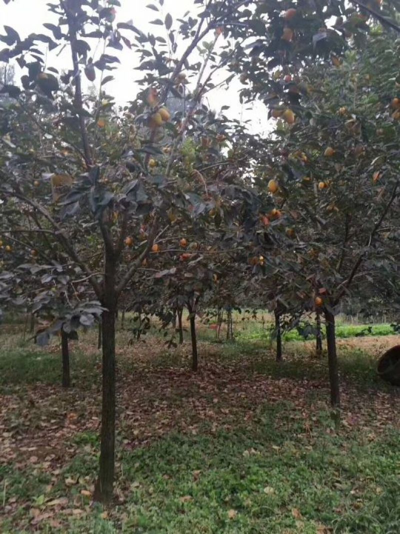 柿子树苗，柿子苗，柿子树，保证品种保证质量