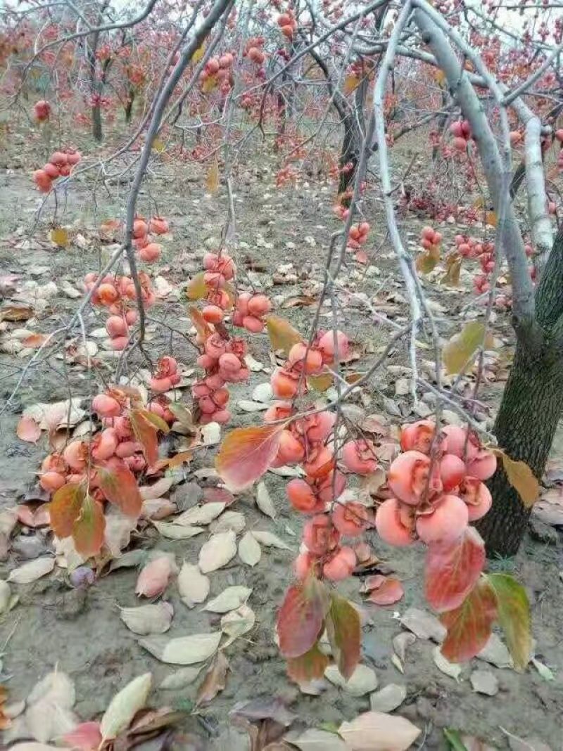 柿子树苗，柿子苗，柿子树，保证品种保证质量