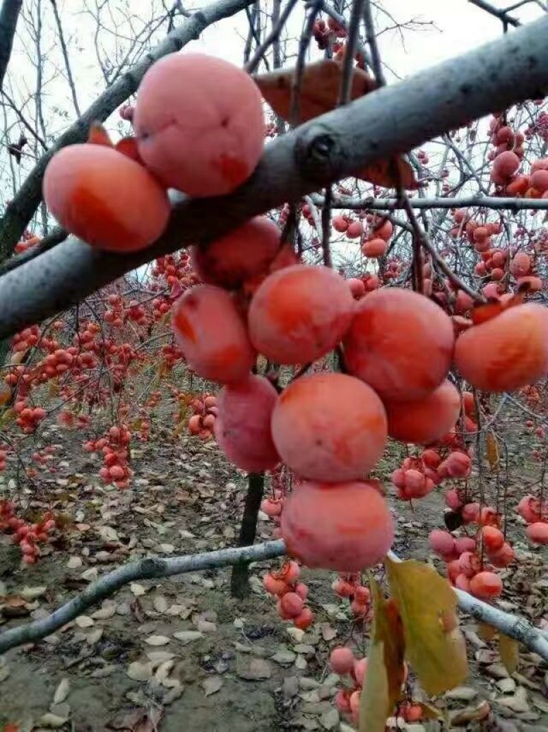柿子树苗，柿子苗，柿子树，保证品种保证质量