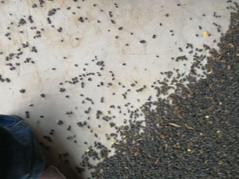 乌皮黄仁豆袋装