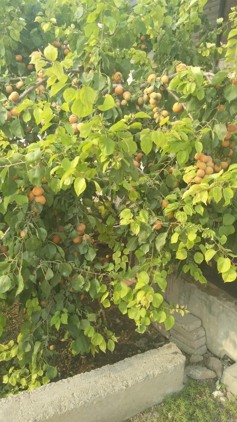 杏树苗，杏苗，凯特，珍珠油杏80cm以上