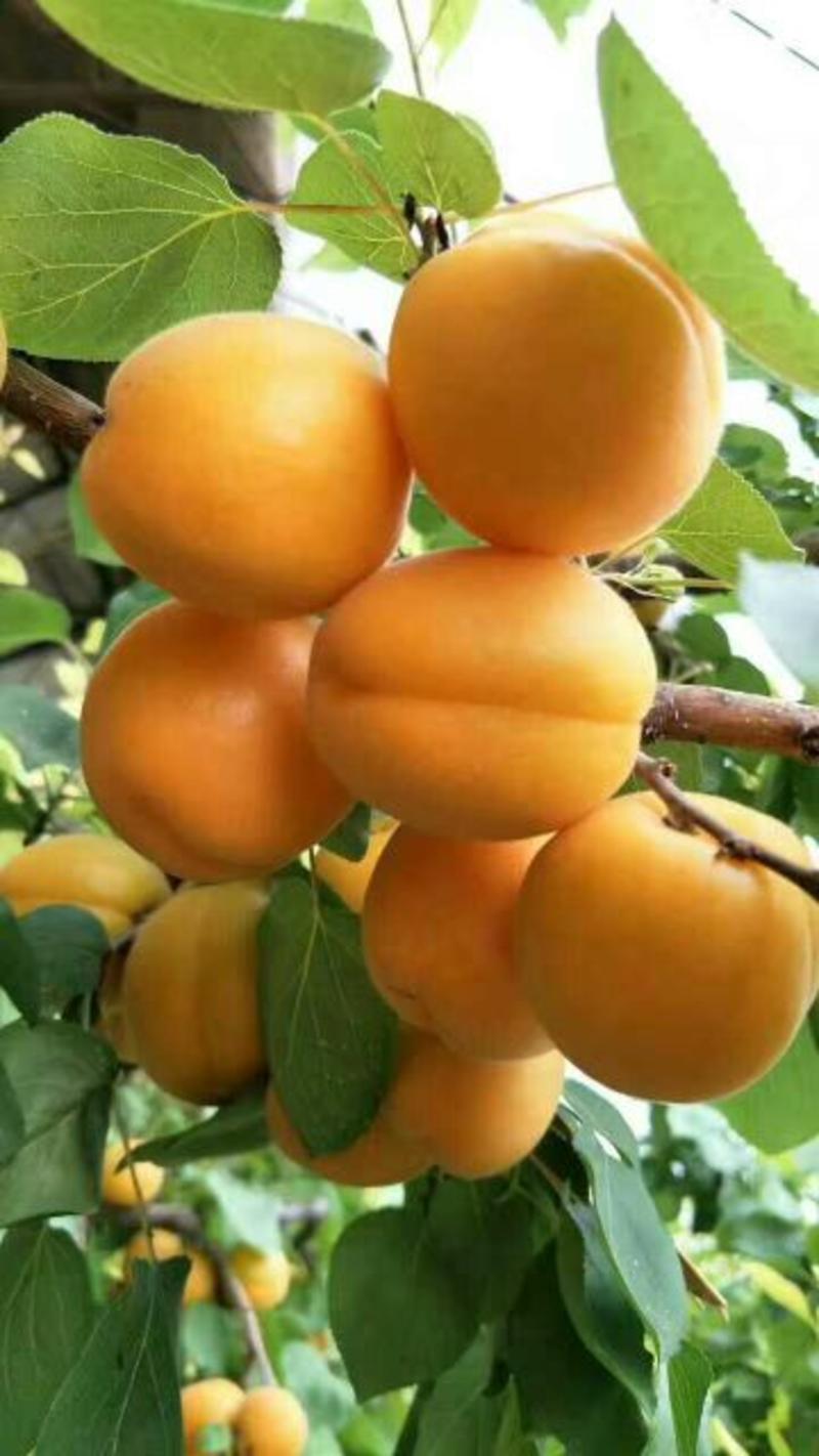 杏树苗，杏苗，凯特，珍珠油杏80cm以上