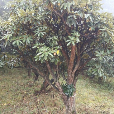 高山杜鹃16~18cm1.5~2米
