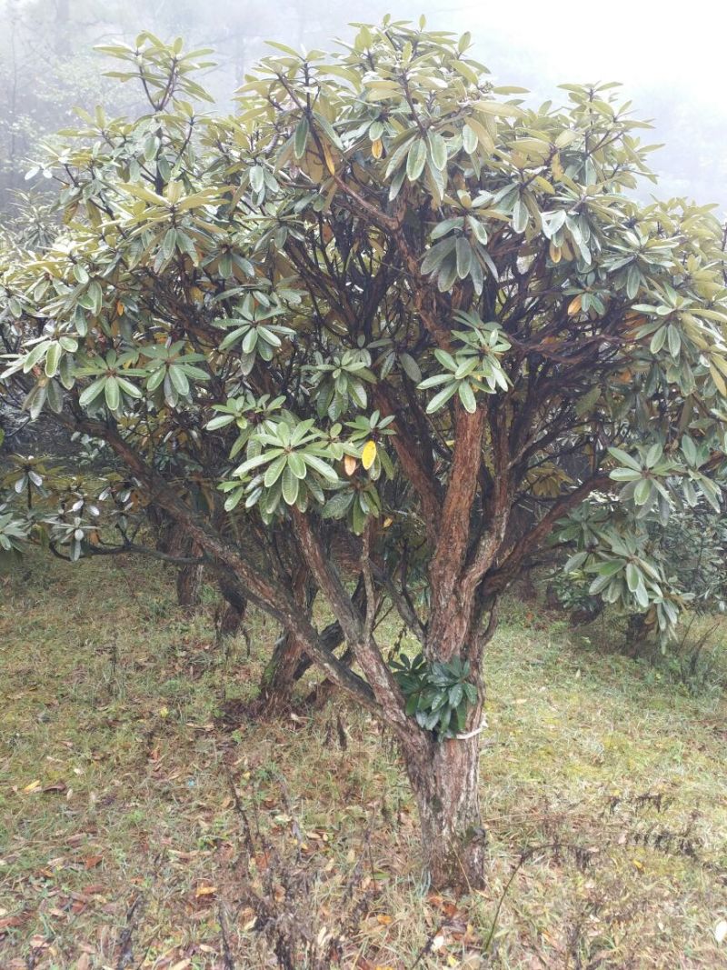 高山杜鹃16~18cm1.5~2米