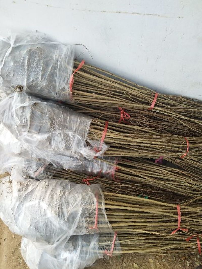 突尼斯软籽石榴树苗，大红袍石榴苗，80cm以上