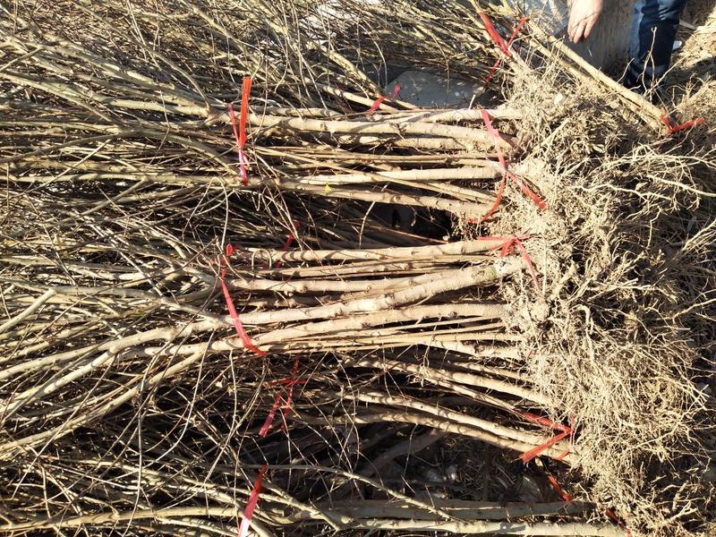 突尼斯软籽石榴树苗，大红袍石榴苗，80cm以上
