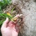 白芨种苗10~20cm