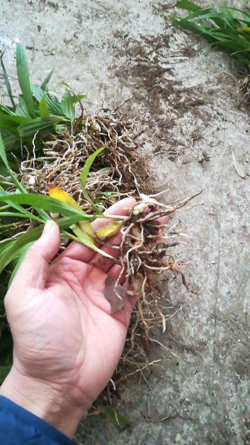 白芨种苗10~20cm