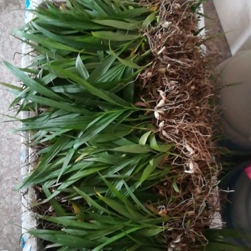 白芨种苗10~20cm