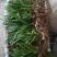 白芨种苗10~20cm