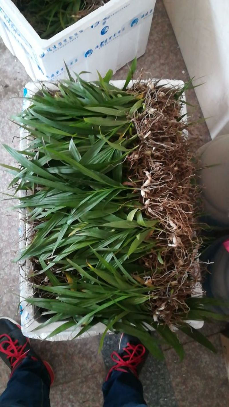 白芨种苗10~20cm