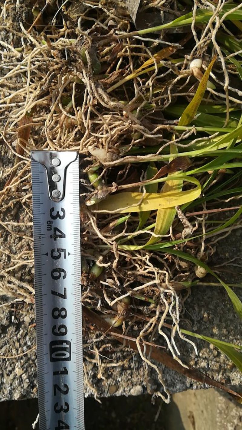 白芨种苗10~20cm