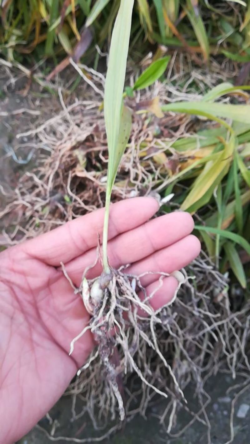 白芨种苗10~20cm