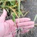 白芨种苗10~20cm