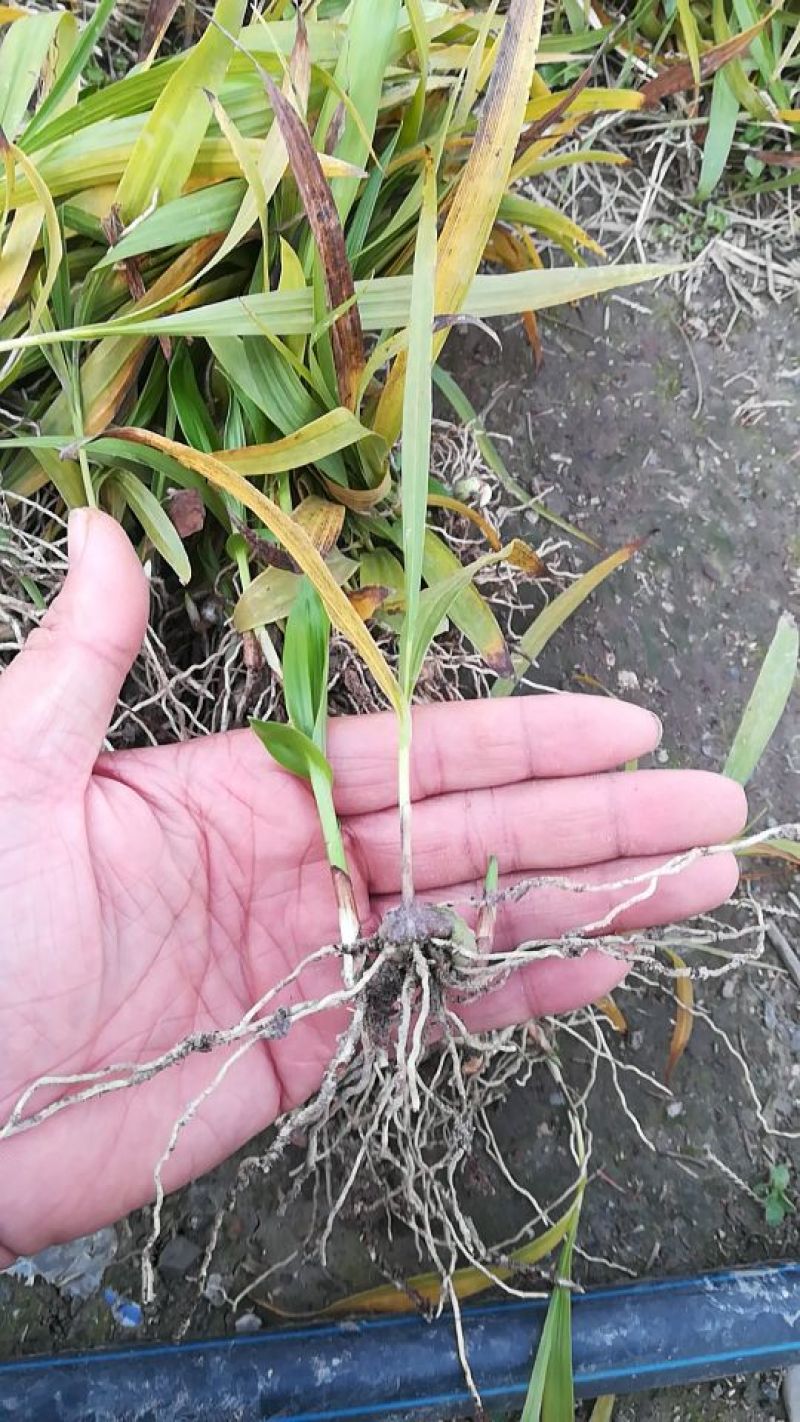 白芨种苗10~20cm