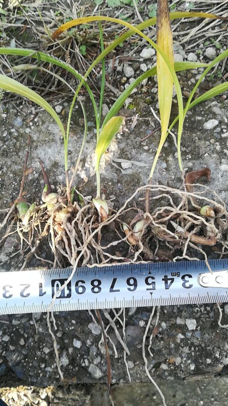 白芨种苗10~20cm