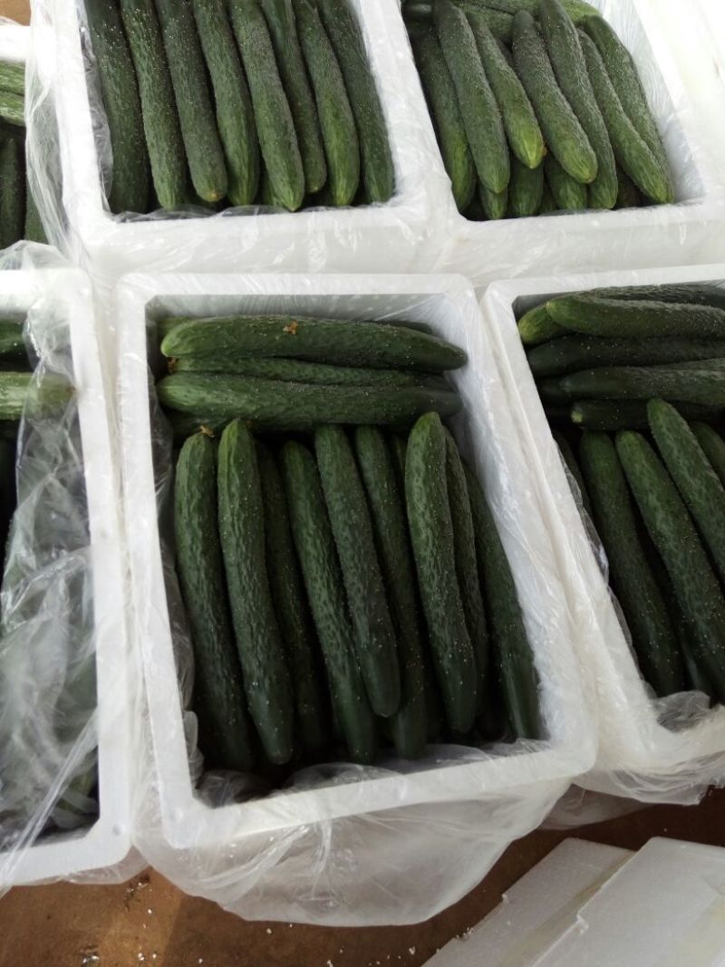 广东精品黄瓜，干花带刺25公分以上，欢迎来电咨询