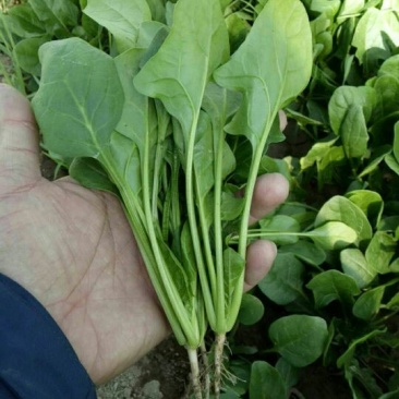 大叶菠菜25~30厘米
