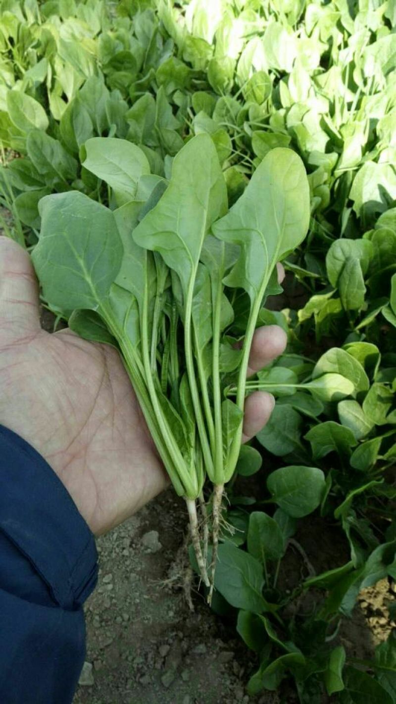 大叶菠菜25~30厘米