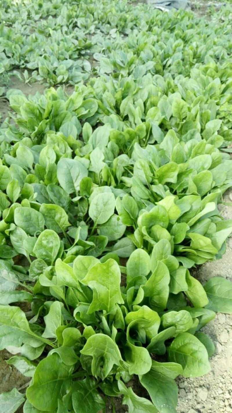 大叶菠菜25~30厘米