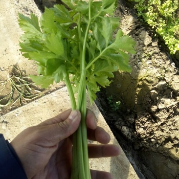 芹菜40cm以上