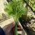 芹菜40cm以上