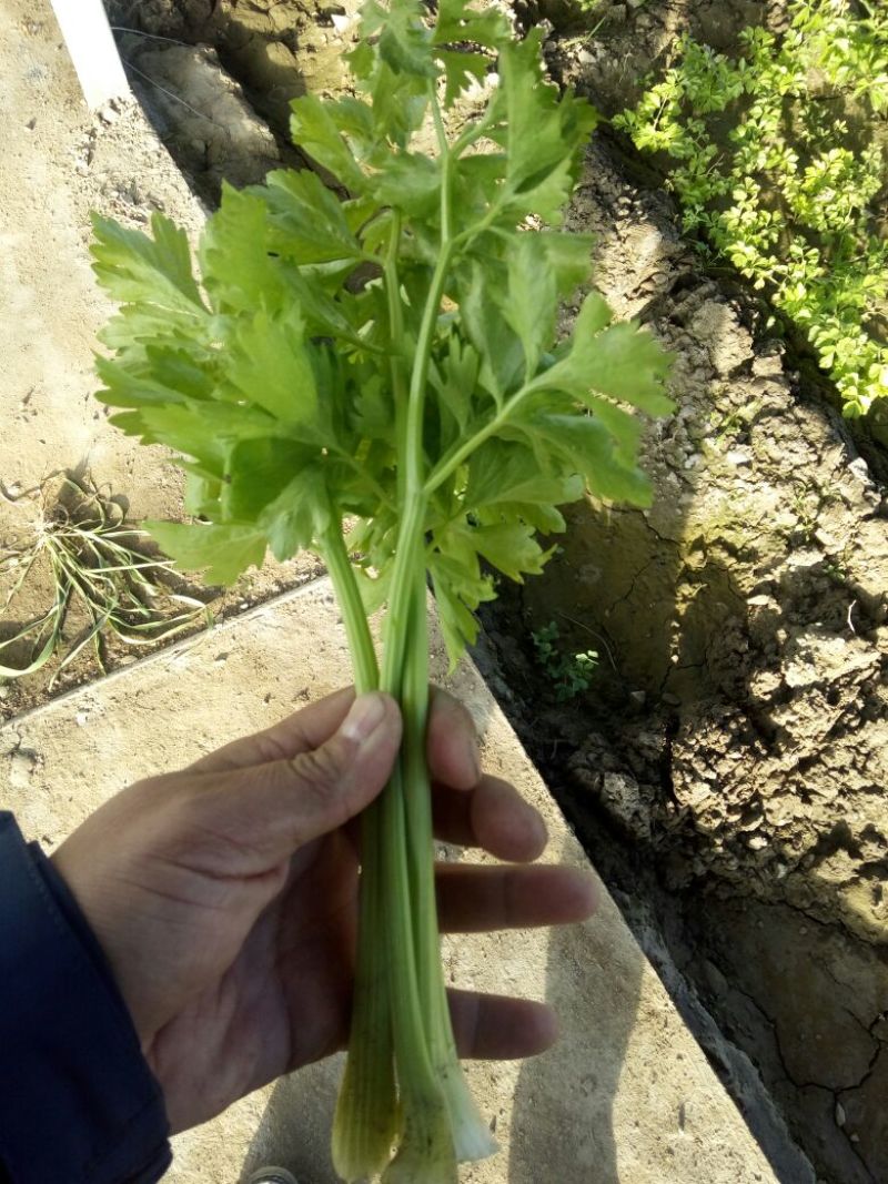 芹菜40cm以上