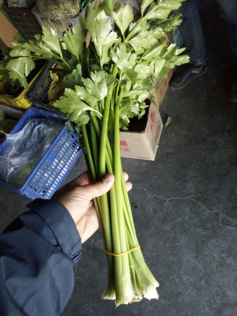 芹菜40cm以上
