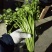 芹菜40cm以上