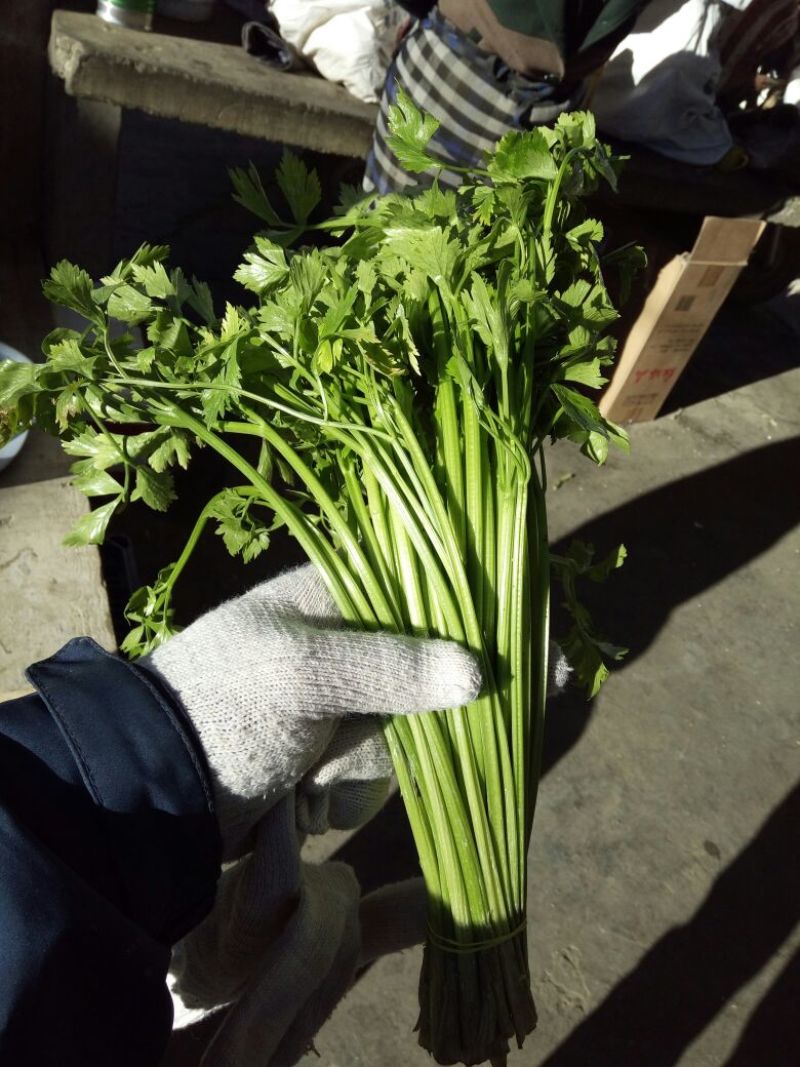 芹菜40cm以上