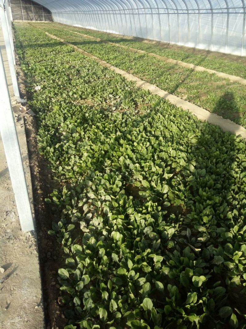 大叶菠菜25~30厘米