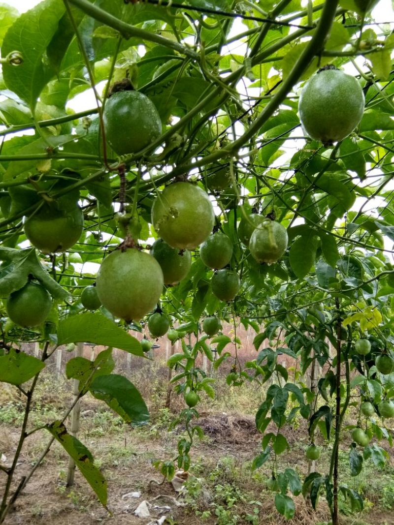 长果桑树苗120~140cm