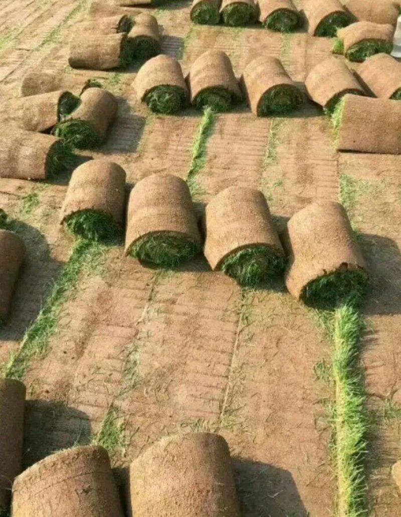 草皮