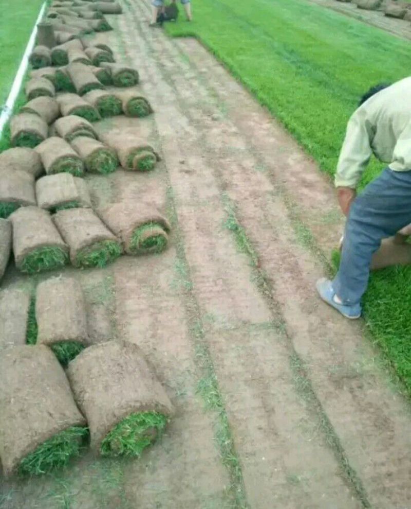 草皮
