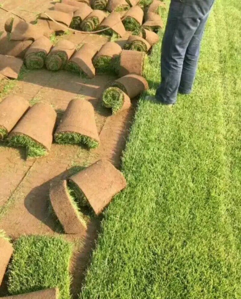 草皮