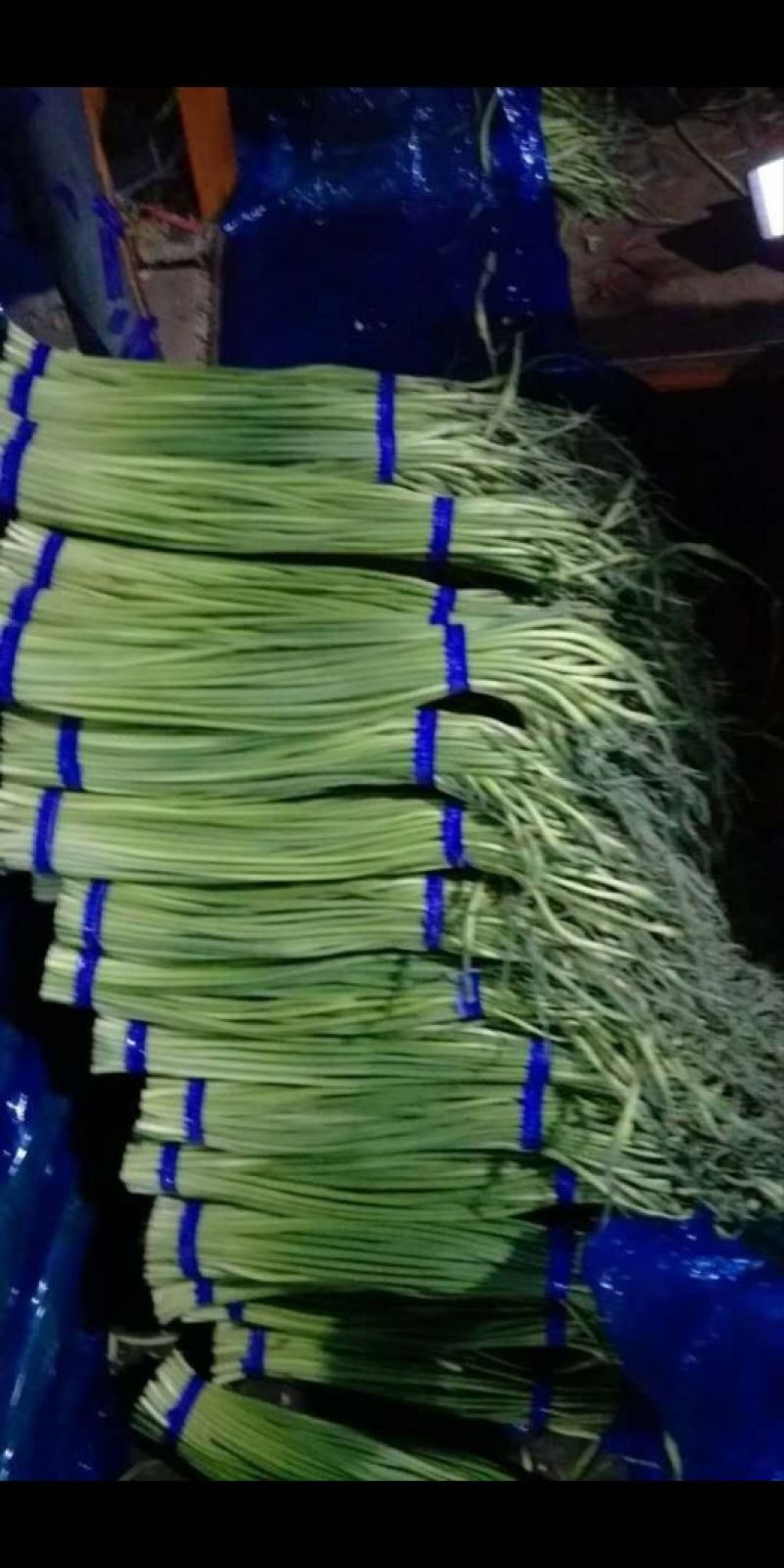 杂交蒜薹短苔精加工通货质量好，价格低