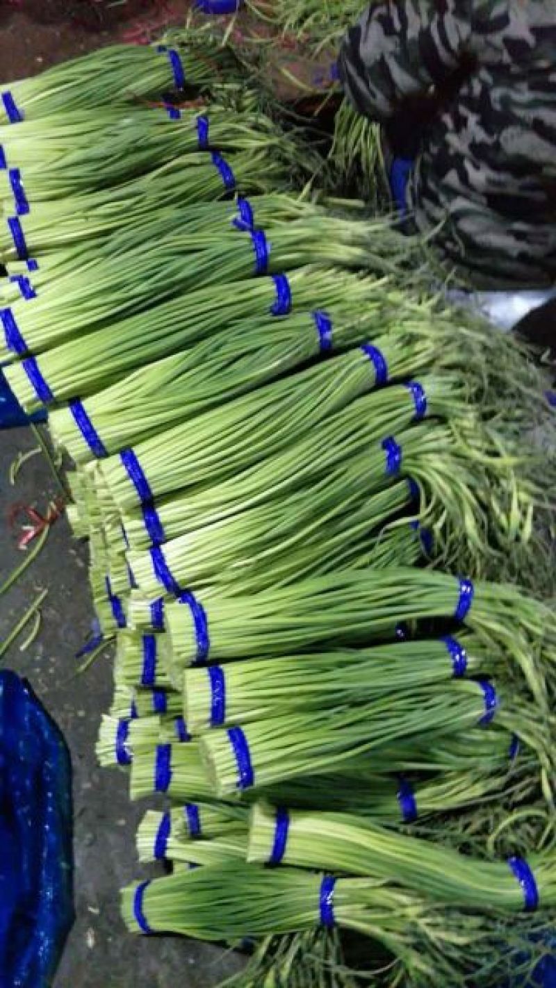 杂交蒜薹短苔精加工通货质量好，价格低