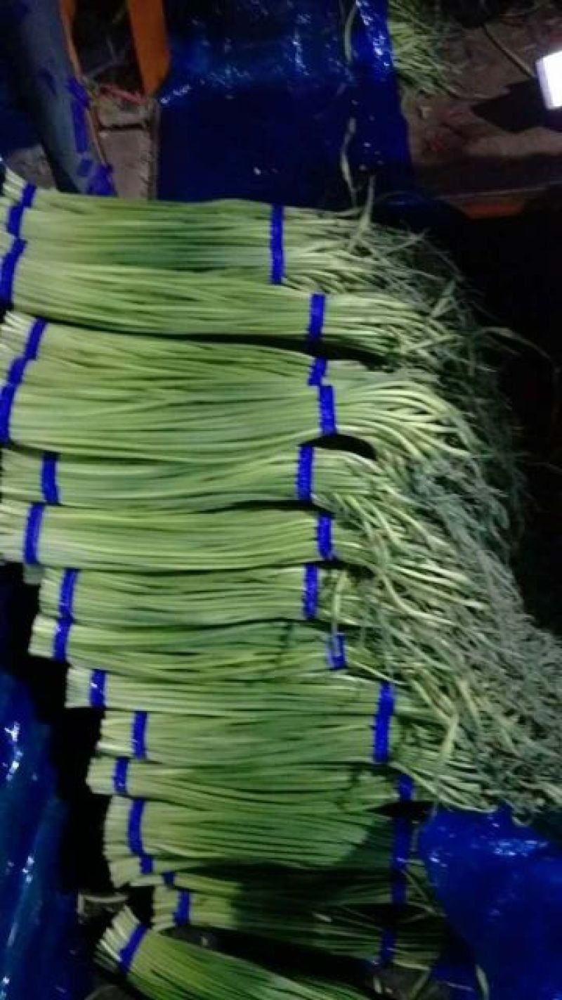 杂交蒜薹短苔精加工通货质量好，价格低
