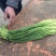 杂交蒜薹短苔精加工通货质量好，价格低