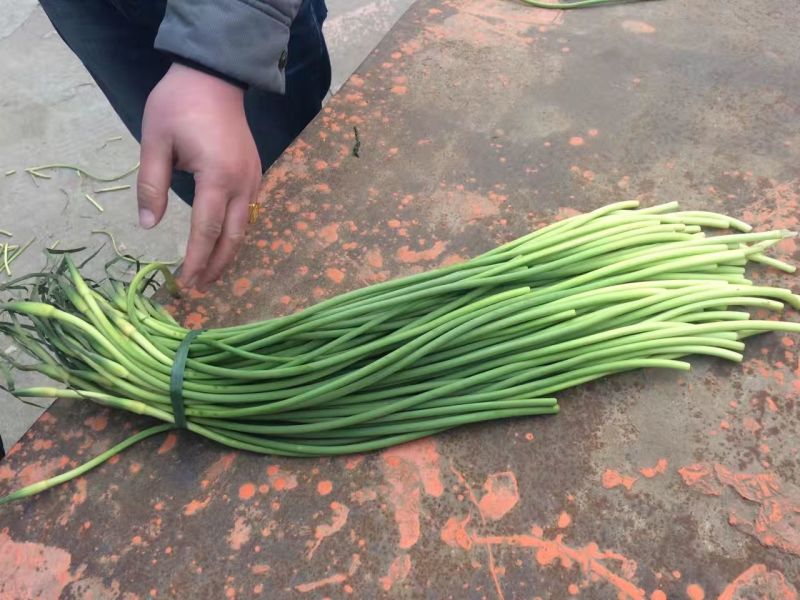杂交蒜薹短苔精加工通货质量好，价格低