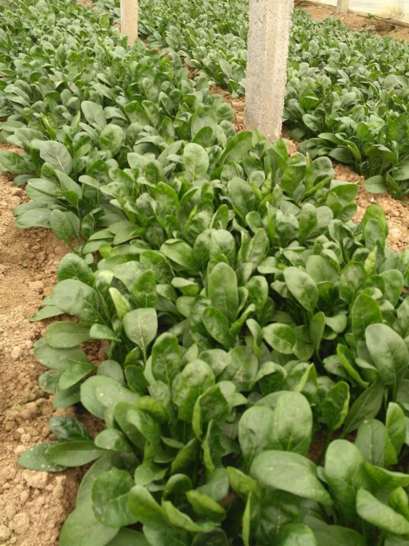 越冬菠菜15~20厘米