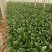 越冬菠菜15~20厘米