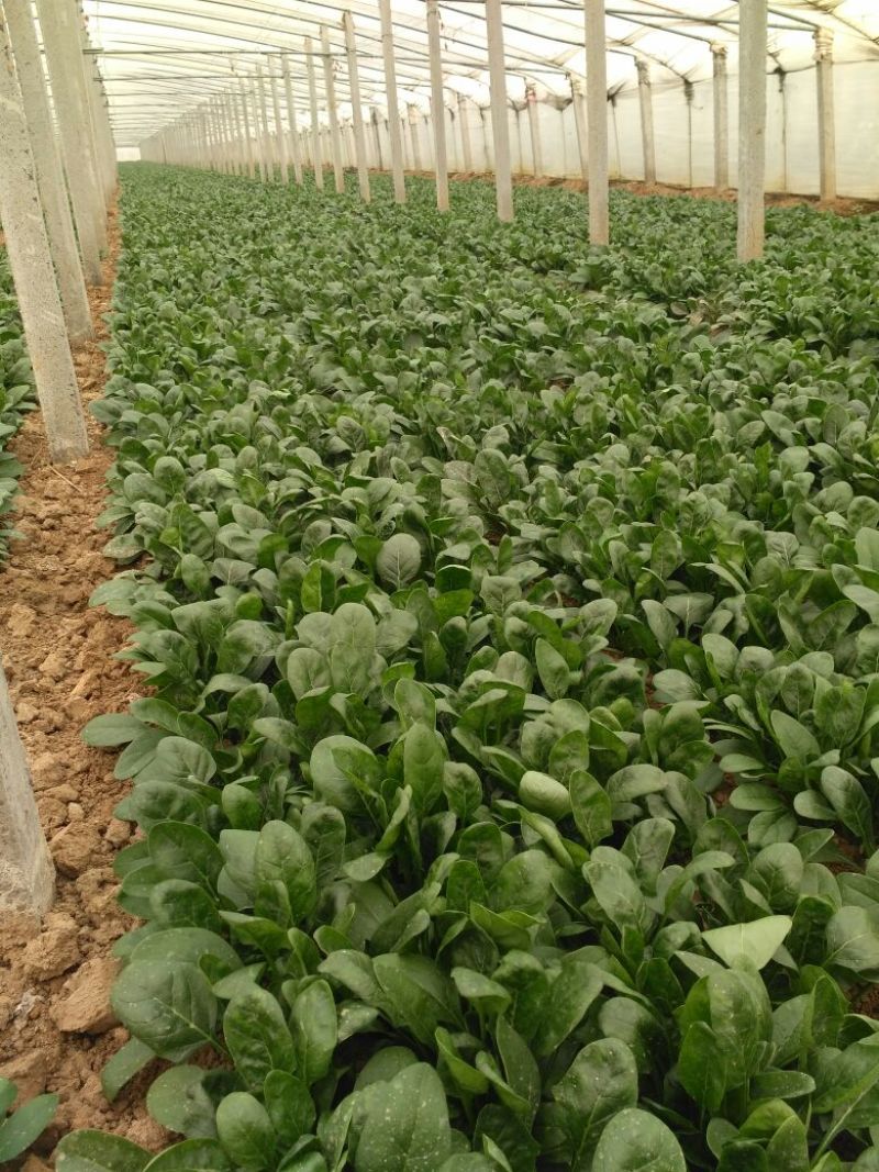 越冬菠菜15~20厘米