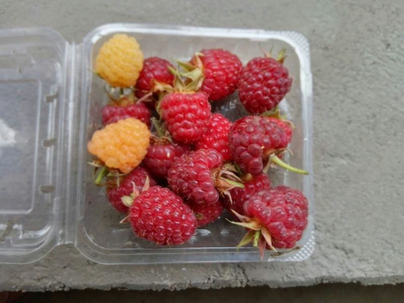 黄树莓苗双季黄树莓苗10~30cm苗圃基地直发