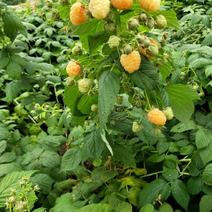 黄树莓苗双季黄树莓苗10~30cm苗圃基地直发