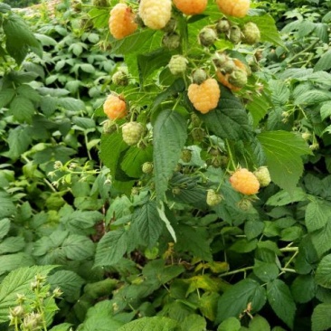 黄树莓苗双季黄树莓苗10~30cm苗圃基地直发