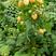 黄树莓苗双季黄树莓苗10~30cm苗圃基地直发