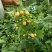 黄树莓苗双季黄树莓苗10~30cm苗圃基地直发