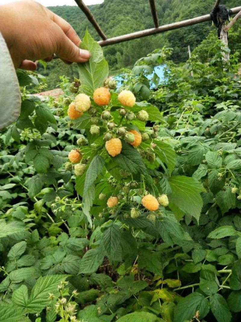 黄树莓苗双季黄树莓苗10~30cm苗圃基地直发