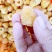 黄树莓苗双季黄树莓苗10~30cm苗圃基地直发